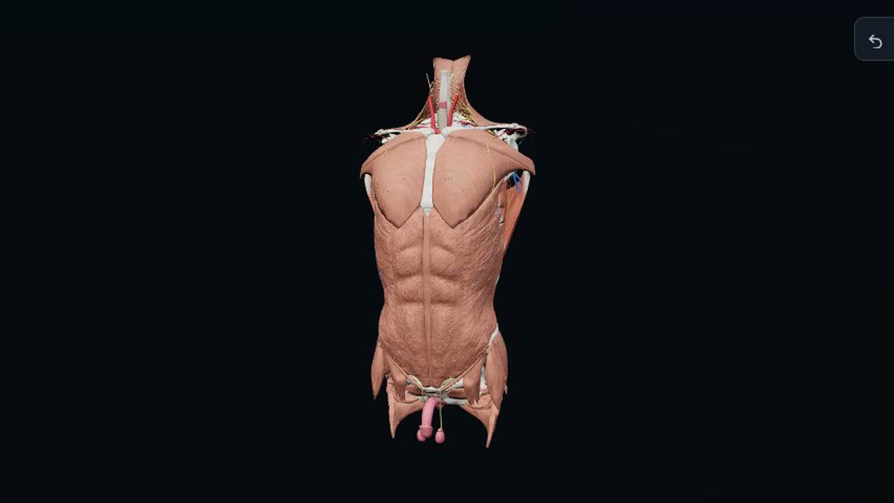 Anatomy Atlas