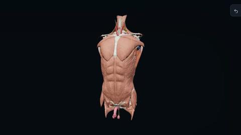 Anatomy Atlas